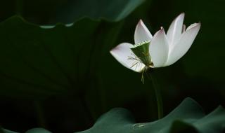 葳蕤菡萏的读音和意思 葳蕤菡萏是什么意思
